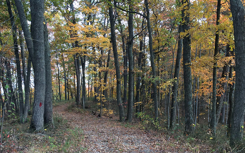 Tar Hollow State Park