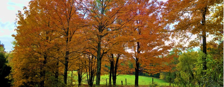 Fall Festival of Leaves