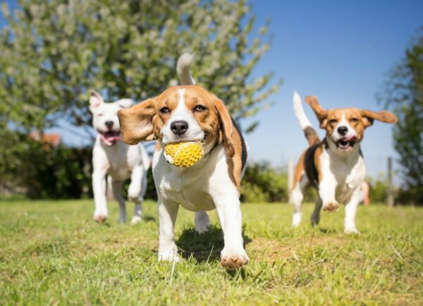 Chillicothe Dog Park