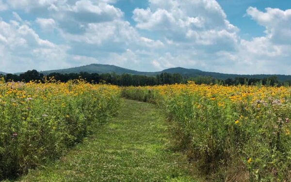 Junction Earthworks / Arc of Appalachia