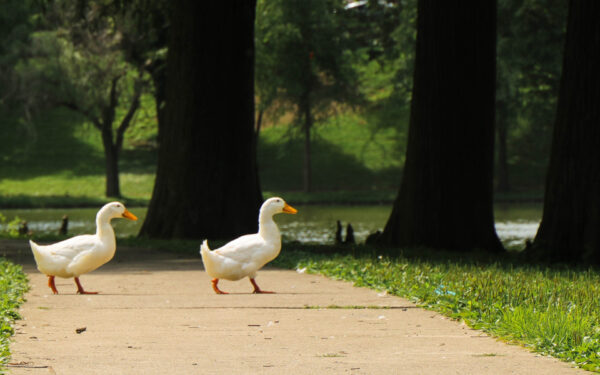 Chillicothe City Parks