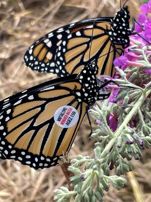 Monarch Tagging Event