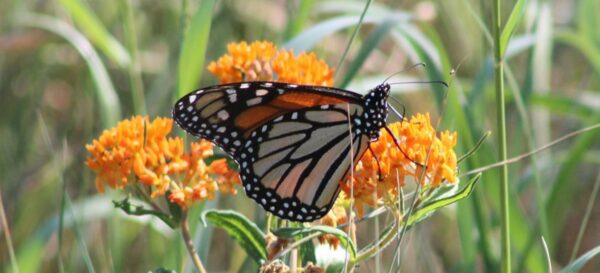 Monarch Tagging at Seip Earthworks